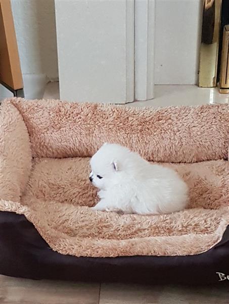 Stunning Small Pom Puppies