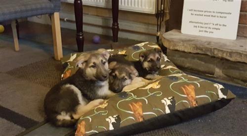 German Sheperd Puppies For Sale