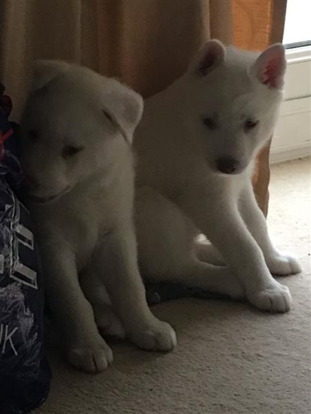 2 White Siberian Husky Female Puppies For Sale