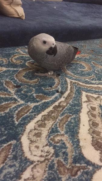 كاسكو هولندي