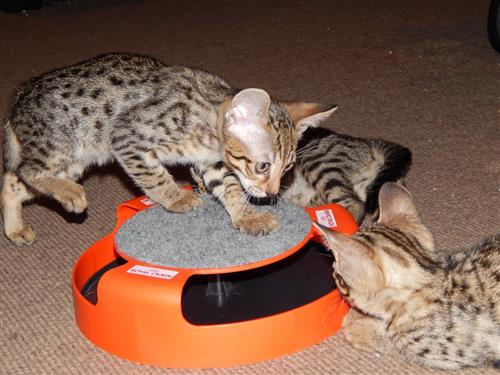 Quality Four Charming F2 Savannah kittens Tica Registered
