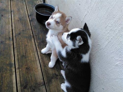 2 Pedigree Blue Eyes Siberian Husky Puppies
