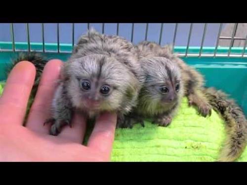 Hand Raised Pygmy Marmoset Monkeys Offer