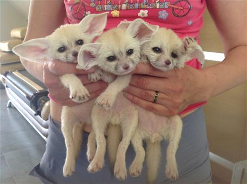 Excellent male and female Fennec Foxs