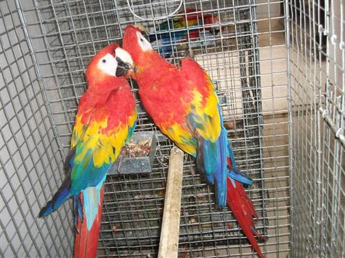 Scarlet Macaws Parrots and Eggs for sale