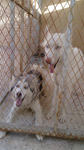 جوز هاسكي للبيع