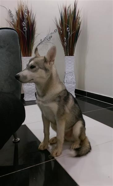 كلب هاسكي بيور العمر 3 شهور ذكر بجدة