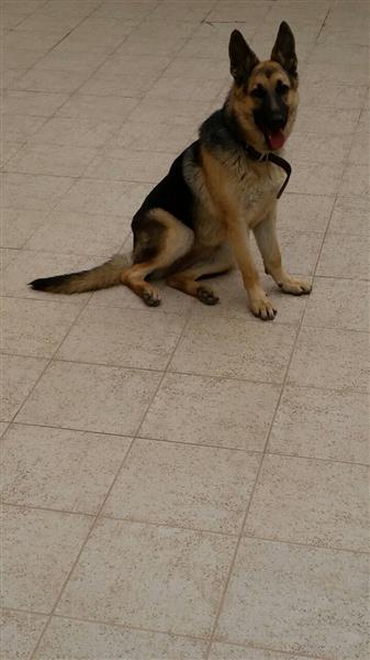 كلب جيرمن شيبرد  بيور للبيع
