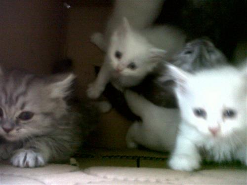 قطط  شيرازيه للبيع