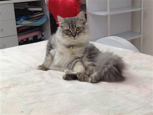 شيرازي بيور للبيع