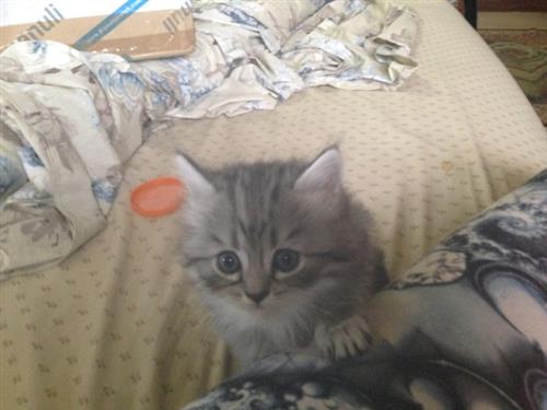 قطط شيرازي تحفة