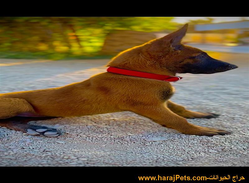 كلب جرو مالينو للبيع Belgian Malinois puppies for sale