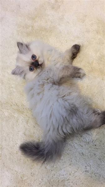 قطط صغيرة للبيع