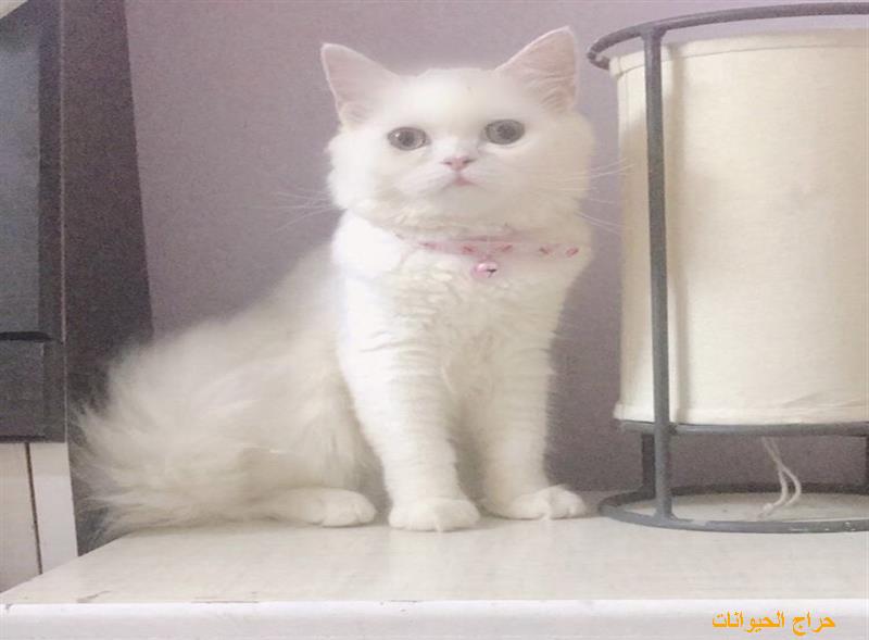 قطه  بسه  قطوه شرازي