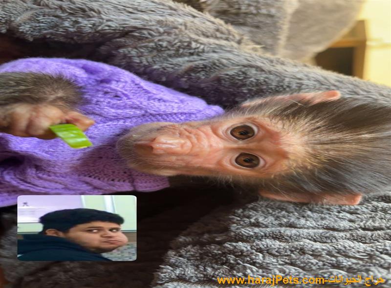 قرده للبيع تم فحصها عند بيطري