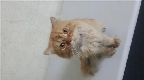 قط شيرازي للبيع