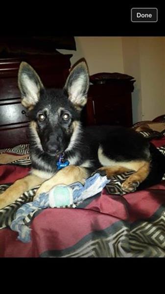 جيرمن شيبرد 3 شهور مستوورد امريكا (الصور تتكلم)