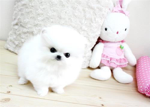 Classic Tiny White Pomeranian Puppies