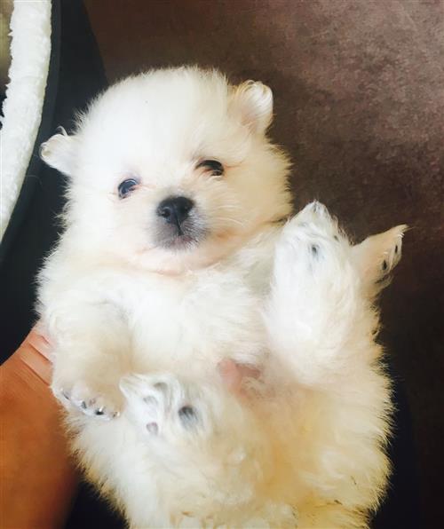 Pomeranian Perfect Teddy bears