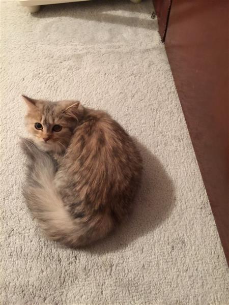 قطة شرازية Persian kitten