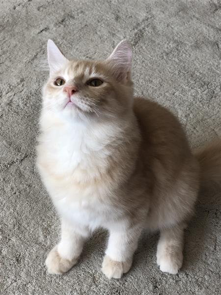 قط شيرازي انقوري صغير