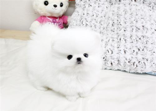 Brand New Litters of White Pomeranian Puppies