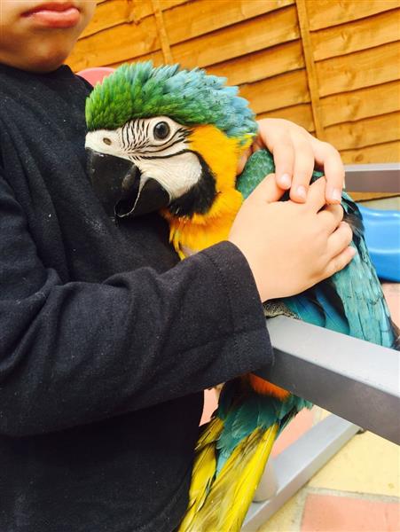 Talking Blue and Gold Macaw Parrots For Sale