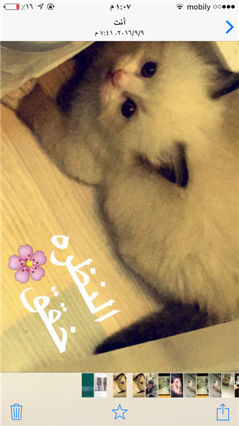 قطط همالايا جميلة