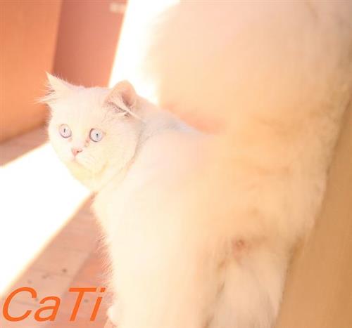 قطتي شيرازيه للبيع