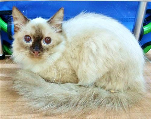 للبيع قط سيامي