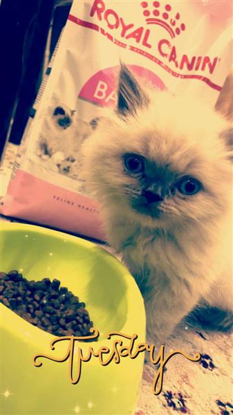 قطه هملايا انثى للبيع