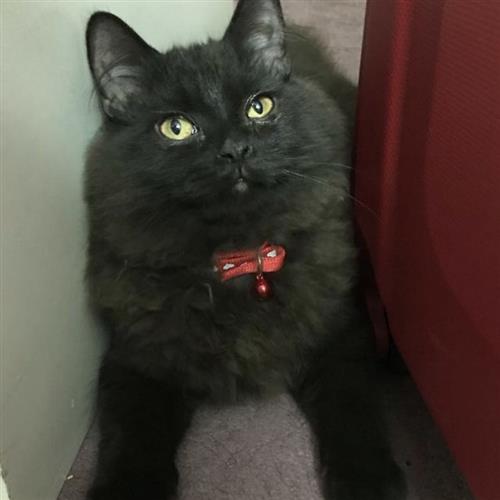 للبيع قطين بمبلغ مغري