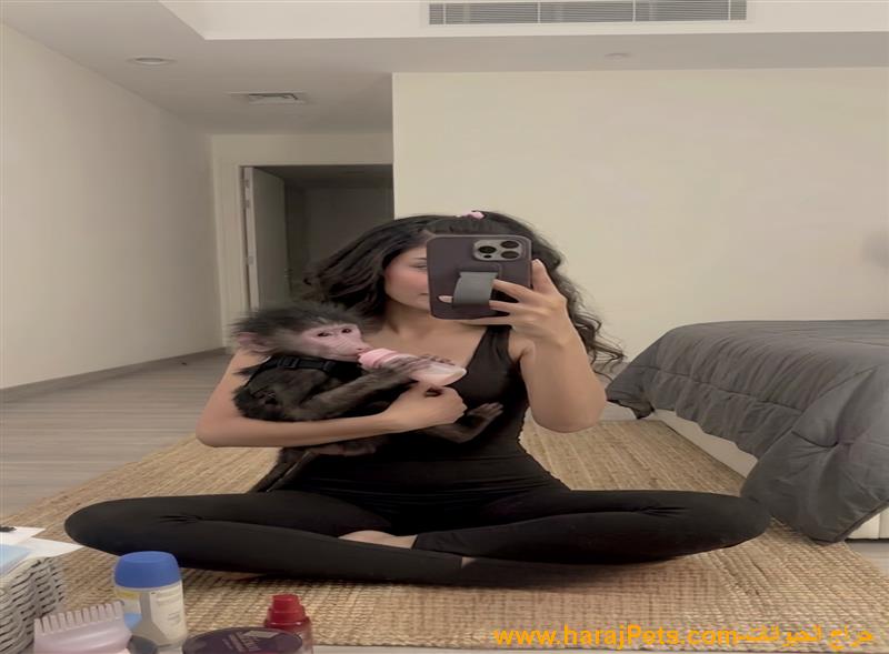 ابحث عن قرده