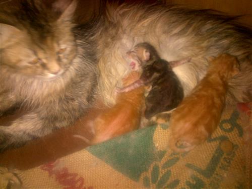 قطط للبيع مع قطه توها ولدت