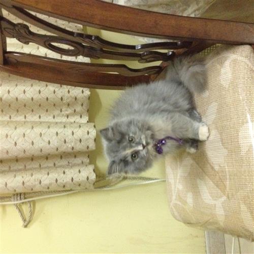 قطوة شيرازية 3 شهور 800 ريال