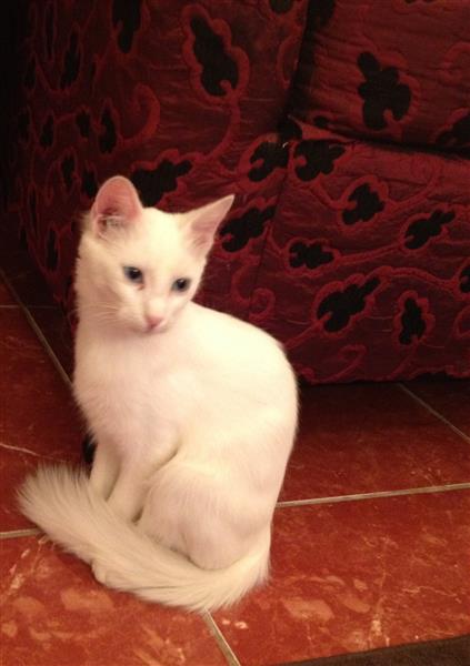 قطة شرازي بيضاء