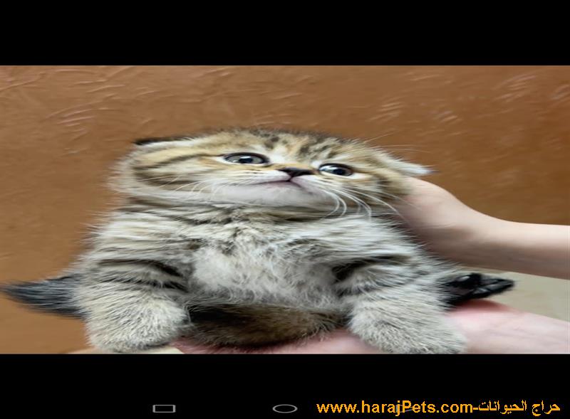 سكوتش فولد بيع الموقع ابها