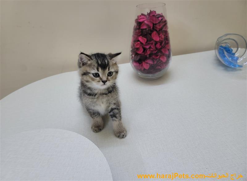 سكوتش فولد بيور و ستريت