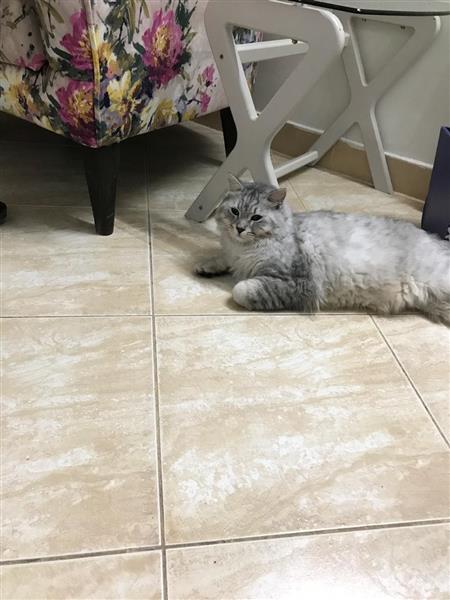 قطط للتنازل مجانا