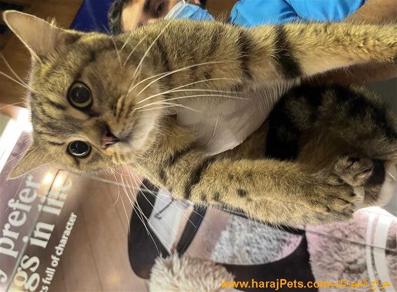 قطه للتبني برسوم للجديه