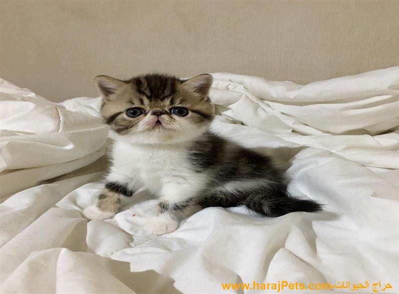 Exotic Shorthair Kittens
