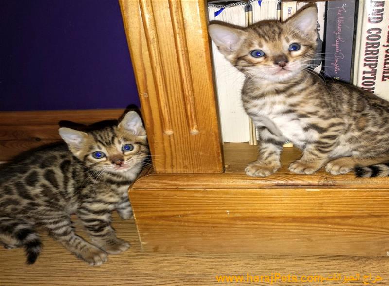 Pure Bengal Kittens