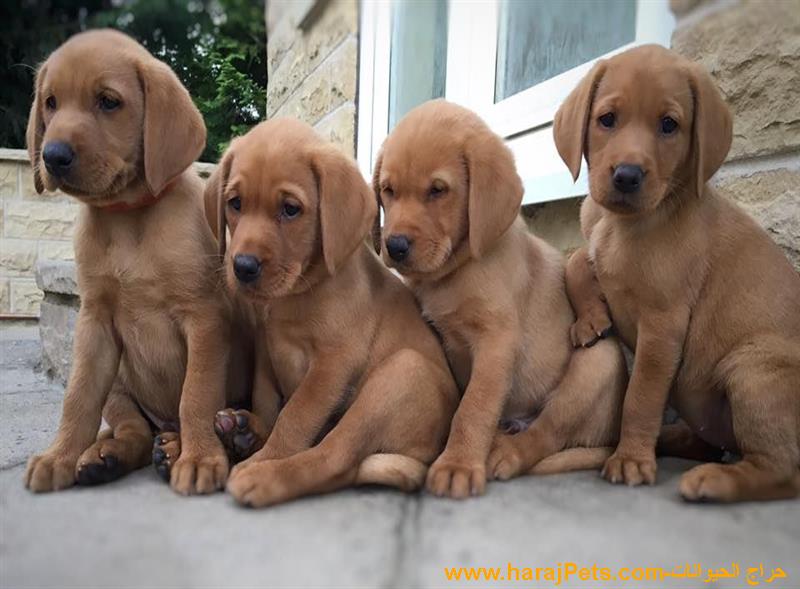 Labrador Retriever Puppies - 5000SR