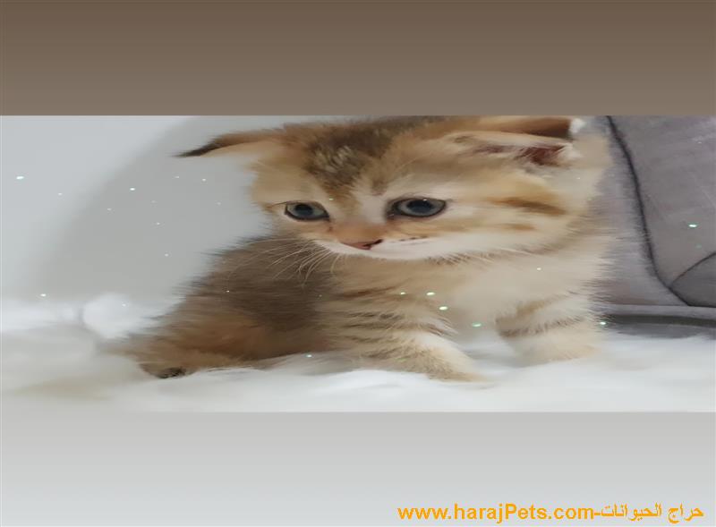 سكوتش فولد يبور