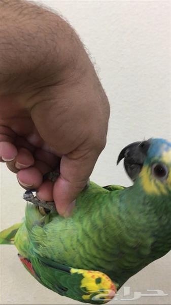 ببغاء امازون بلوفرنتد متكلم