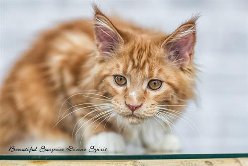 fantastic Maine Coon kitten