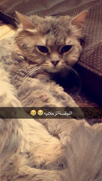 قط مكس (شيرازي+امريكي ) للبيع مع مستلزماته