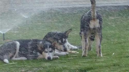 هاسكي للبيع