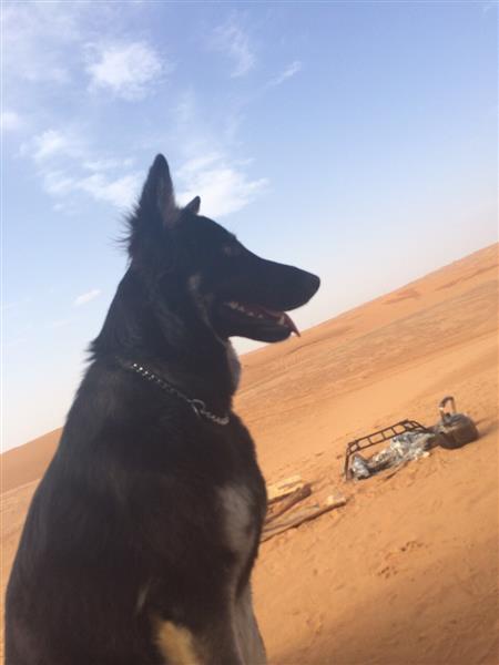 كلب جيرمني انثى للبيع