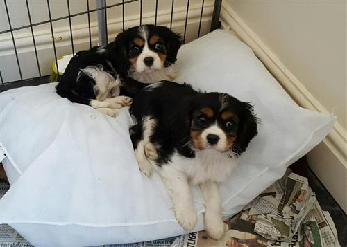 Beautiful  cavalier puppies